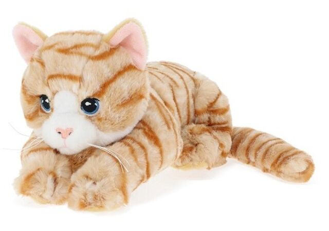 Ginger Tabby Kitten