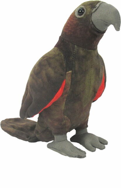 Kaka Parrot with Sound