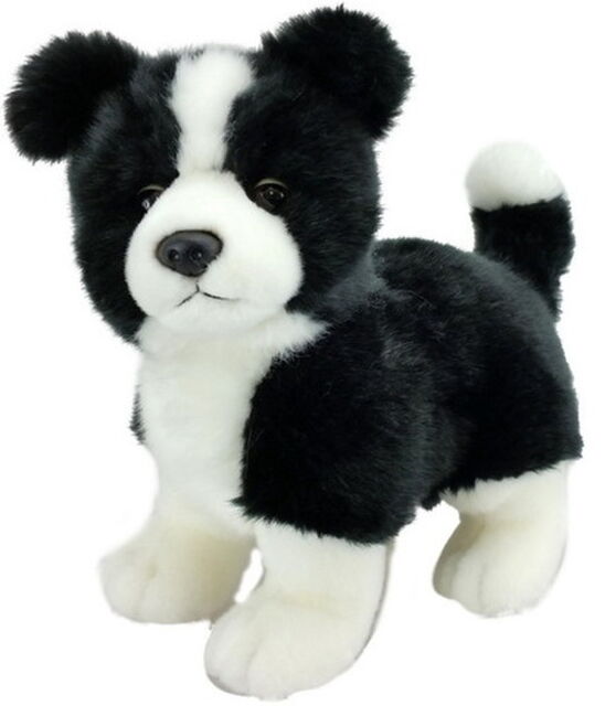 Small Border Collie