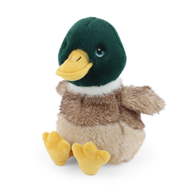 Mallard Duck