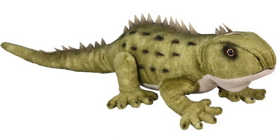 Tuatara