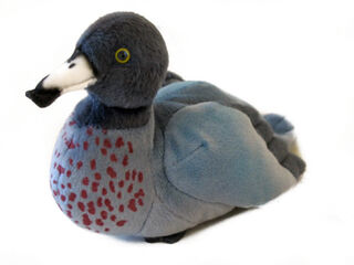 Blue Duck Whio