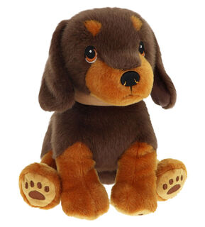 Dachshund Puppy
