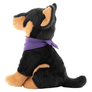 Kelpie Dog
