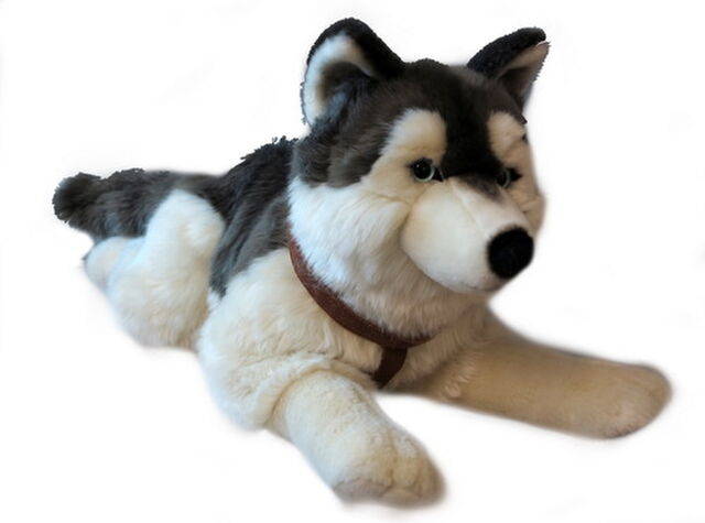 Large Husky with Harness