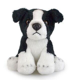 Mac the Border Collie
