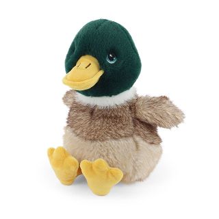 Mallard Duck