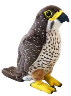 NZ Falcon with Sound