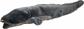 NZ Long Finned Eel