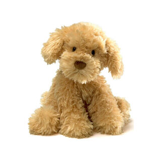 Nayla Cavoodle Dog